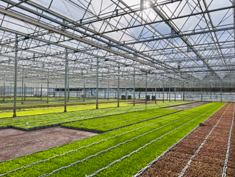 Salat im Freilandanbau Nur die Harten kommen jetzt in den Gemüsegarten